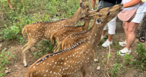 Srí Lanka: Od neprobádaného severu k plážím jihu | Červenec 2026