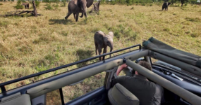 Kilimandžáro: Na vrchol Afriky - 2. den SAFARI: Z Tarangire do Serengeti