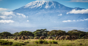 Kilimandžáro: Na vrchol Afriky - Chceš si pobyt prodloužit? 5 dní na SAFARI v Tanzanii