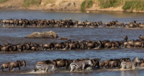 Kilimandžáro: Na vrchol Afriky - Chceš si pobyt prodloužit? 5 dní na SAFARI v Tanzanii