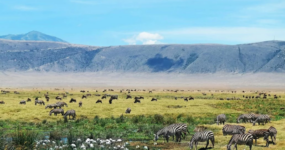 Kilimandžáro: Na vrchol Afriky - Chceš si pobyt prodloužit? 5 dní na SAFARI v Tanzanii