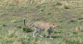 Kilimandžáro: Na vrchol Afriky - Chceš si pobyt prodloužit? 5 dní na SAFARI v Tanzanii