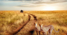 Kilimandžáro: Na vrchol Afriky - Chceš si pobyt prodloužit? 5 dní na SAFARI v Tanzanii