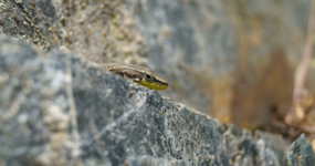 Gruzie: Výprava do srdce Thušska | Červenec 2026