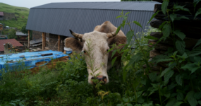 Gruzie: Výprava do srdce Thušska | Červenec 2026