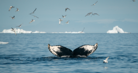 Grónsko: Dobrodružná cesta s profi fotografem | Srpen 2026