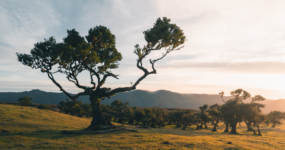 Madeira: Aktivní týden na ostrově | Duben 2026