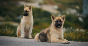 Grónsko: Dobrodružná cesta s profi fotografem | Srpen 2026