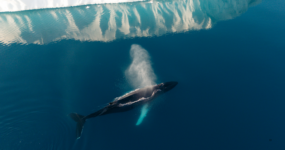 Grónsko: Dobrodružná cesta s profi fotografem | Srpen 2026