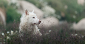 Grónsko: Dobrodružná cesta s profi fotografem | Srpen 2026