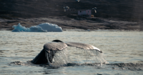 Grónsko: Dobrodružná cesta s profi fotografem | Srpen 2026