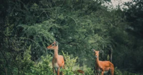 Kilimandžáro: Na vrchol Afriky