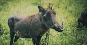 Kilimandžáro: Na vrchol Afriky