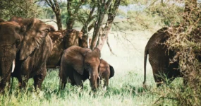 Kilimandžáro: Na vrchol Afriky