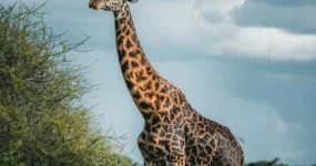 Kilimandžáro: Na vrchol Afriky