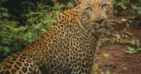 Kilimandžáro: Na vrchol Afriky