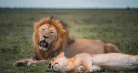 Kilimandžáro: Na vrchol Afriky