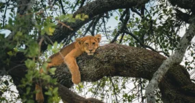 Kilimandžáro: Na vrchol Afriky