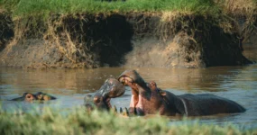 Kilimandžáro: Na vrchol Afriky