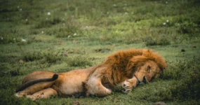 Kilimandžáro: Na vrchol Afriky