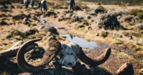 Kilimandžáro: Na vrchol Afriky