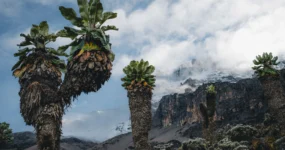 Kilimandžáro: Na vrchol Afriky