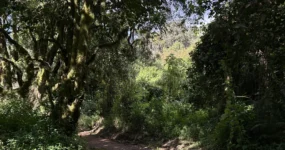 Kilimandžáro: Na vrchol Afriky