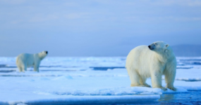 Špicberky: V rytmu psího spřežení a fjordů | Duben 2027