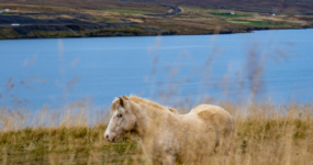 Island: Roadtrip – to nejlepší z Islandu | Květen 2026