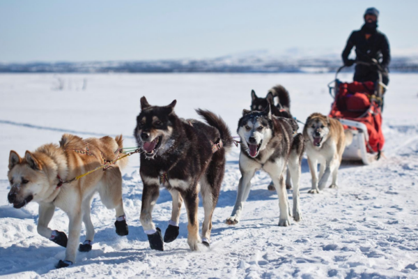 Zájezd - Špicberky: V rytmu psího spřežení a fjordů | Duben 2027