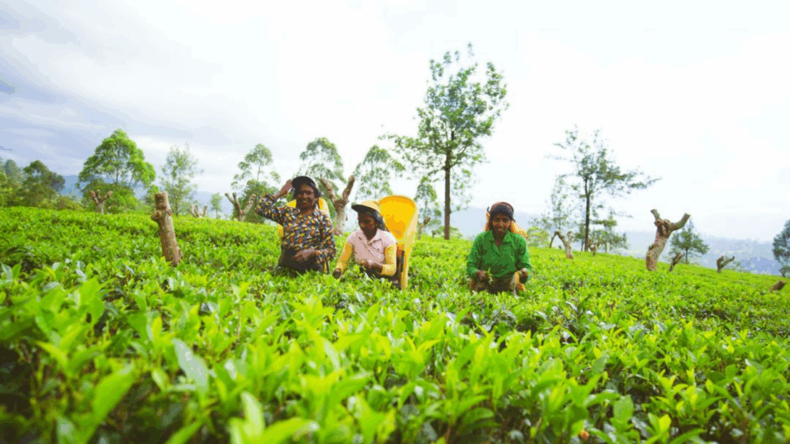 Blog - Srí Lanka – perla Indického oceánu