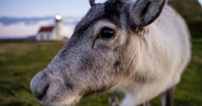 Island: Roadtrip – to nejlepší z Islandu | Květen 2026