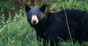 Kanada: Rockies roadtrip s fotografem  | Červen 2026