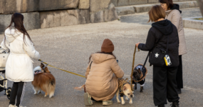 Japonsko: Od tokijských neonů po zenové zahrady