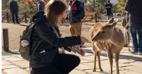 Japonsko: Od tokijských neonů po zenové zahrady
