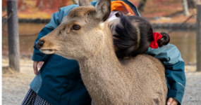 Japonsko: Od tokijských neonů po zenové zahrady