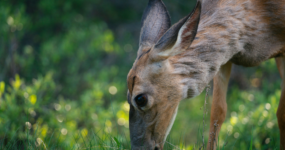 Kanada: Rockies roadtrip s fotografem  | Červen 2026