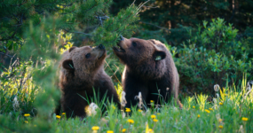 Kanada: Rockies roadtrip s fotografem  | Červen 2026