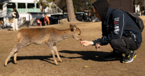 Japonsko: Od tokijských neonů po zenové zahrady