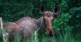 Kanada: Rockies roadtrip s fotografem  | Červen 2026