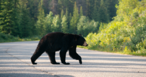 Kanada: Rockies roadtrip s fotografem  | Červen 2026