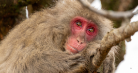 Japonsko: Od tokijských neonů po zenové zahrady