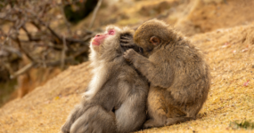 Japonsko: Od tokijských neonů po zenové zahrady