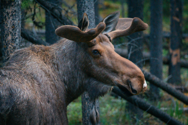 Zájezd - Kanada: Rockies roadtrip s fotografem  | Červen 2026