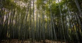 Japonsko: Od tokijských neonů po zenové zahrady