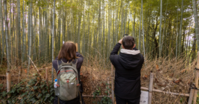 Japonsko: Od tokijských neonů po zenové zahrady