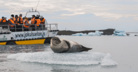 Island: Roadtrip – to nejlepší z Islandu | Květen 2026