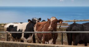 Azory: Trek a relax na ostrově São Miguel