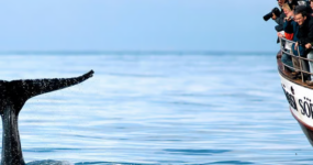 Island: Okolo ostrova | Květen 2026