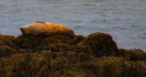 Island: Jižním pobřežím | Květen 2026